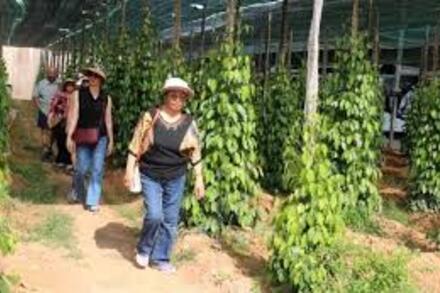 Kiên Giang: Du khách quốc tế đến tham quan, du lịch tăng 65%