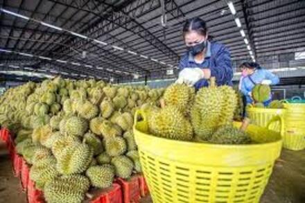 Sầu riêng Việt Nam: Từ 'ngôi sao' xuất khẩu đến bài toán tái cấu trúc bền vững