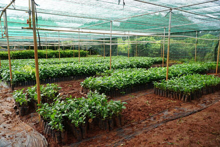 Cải tạo vườn tạp, hướng đi bền vững giúp đồng bào miền núi thoát nghèo