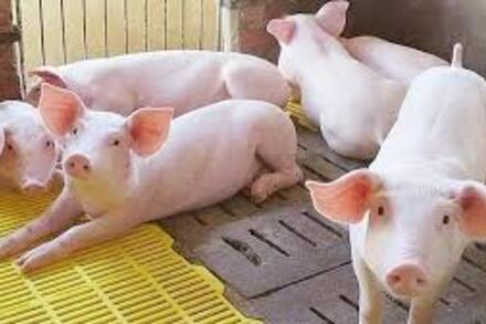 Giá heo hơi hôm nay 27/10: Miền Bắc giữ vững ngôi vương đầu tuần, vững đỉnh 55.000 đồng