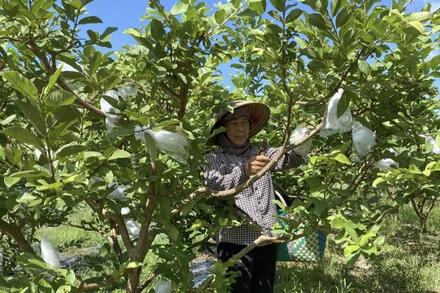 Hợp tác xã Việt Hưng 'mở đường' cho sản phẩm miền núi vươn xa