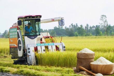 Thị trường lúa gạo 'ấm dần', tín hiệu tốt cho vụ thu đông cuối năm