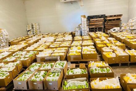 Chuối Việt Nam rộng cửa xuất ngoại nhờ 'bắt tay' nhà phân phối Mỹ