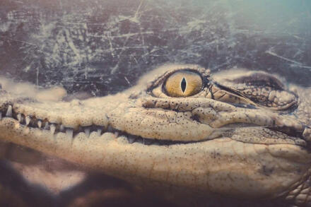 Khám phá gây sốc về nghi lễ hiến tế từ dạ dày cá sấu 3.000 năm tuổi