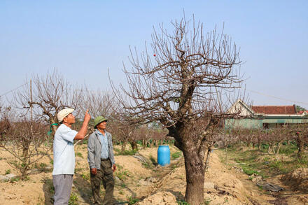 Cho thuê đào cổ thụ, nghề hái ra tiền của lão nông xứ Nghệ