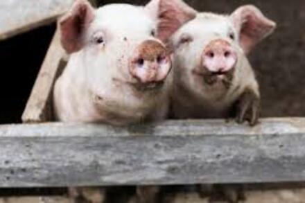 Giá heo hơi hôm nay 6/3: Miền Nam dẫn đầu, miền Bắc đi ngang