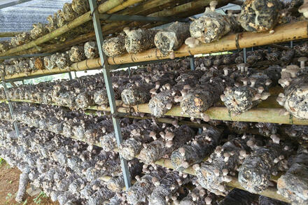 Cao Bằng: Đưa sản phẩm OCOP tiếp cận thị trường lớn hơn