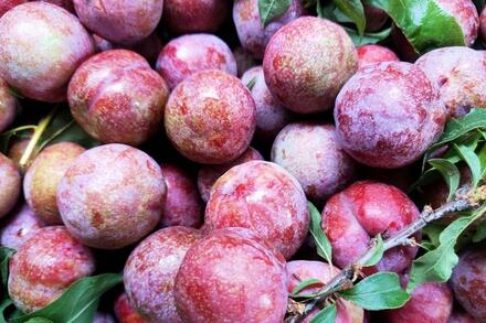 Giá nông sản hôm nay 13/4: Hàng loạt các mặt hàng tăng giá