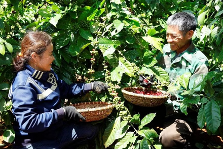 Nông nghiệp tái sinh giúp cà phê Việt vượt “rào cản xanh”