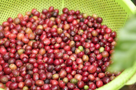 Giá cà phê thế giới tăng mạnh