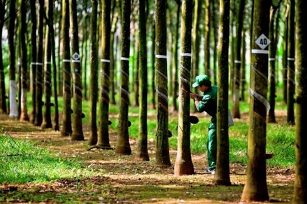 Cao su Tây Ninh (TRC) dự chi 90 tỷ đồng để chốt trả cổ tức 30%, GVR nhận về 54 tỷ đồng