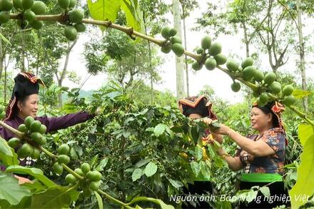 Mở lối cho Arabica Điện Biên chinh phục phân khúc xuất khẩu cao cấp