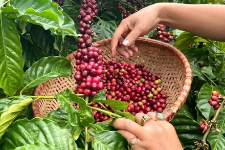 Bản tin nông sản hôm nay (29-7): Giá cà phê và hồ tiêu cùng tăng