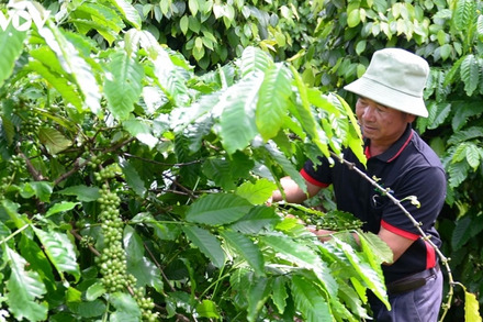 Bản tin nông sản hôm nay (5-8): Giá cà phê chững lại, hồ tiêu ổn định
