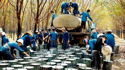 Nửa đầu năm 2021: Việt Nam là thị trường cung cấp cao su lớn thứ 11 cho Hoa Kỳ