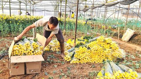 Hoa cúc Đà Lạt tăng giá, người trồng trúng đậm