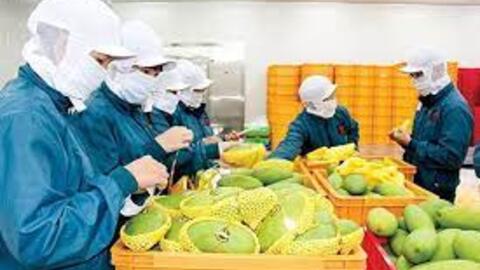 Xuất khẩu rau quả sang thị trường Trung Quốc có khả quan hơn vào những tháng cuối năm?
