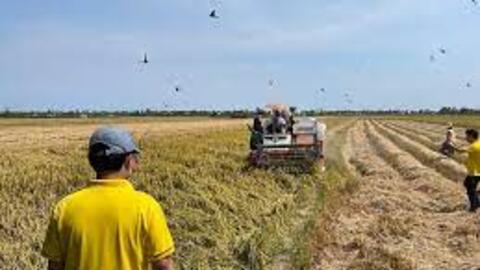 Giá lúa cuối vụ tăng mạnh