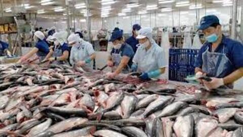 SSI Research: Doanh nghiệp thủy sản sẽ tăng trưởng lợi nhuận âm trong năm 2023