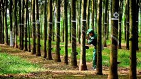 Doanh nghiệp cao su đầu tiên công bố kết quả quý 3, lãi cao nhất 11 năm