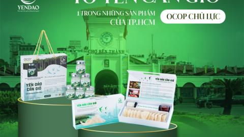 Tổ yến - món quà đặc biệt từ thiên nhiên