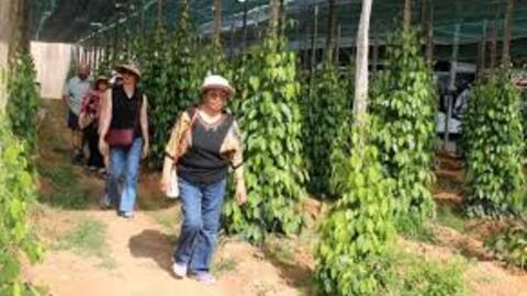 Kiên Giang: Du khách quốc tế đến tham quan, du lịch tăng 65%