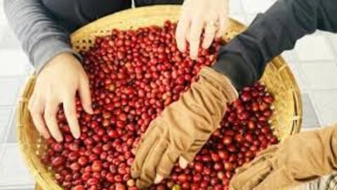 Giá cà phê Arabica giảm hơn 3% về mức 7.105 USD/tấn