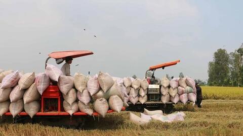 Giao dịch trầm lắng, nguồn cung cao gây sức ép gạo Việt