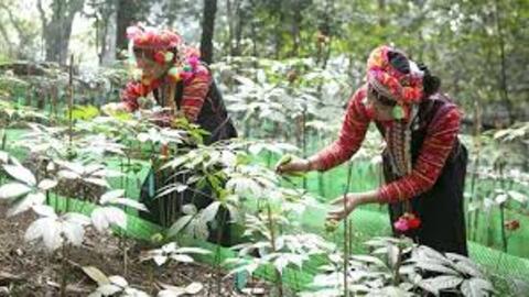Quy định mới về nuôi, trồng, thu hoạch cây dược liệu trong rừng
