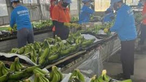 Chủ tịch HAGL: Giá chuối tăng mạnh và khoản hoàn nhập dự phòng giúp lợi nhuận năm 2025 dự kiến đạt 2.500 tỷ đồng