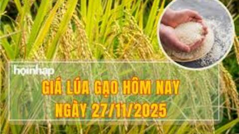 Giá lúa gạo hôm nay ngày 27/11: Gạo xuất khẩu đảo chiều tăng, lúa vững