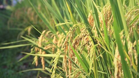 Gạo thơm Việt Nam tiếp tục mở rộng hiện diện tại thị trường EU