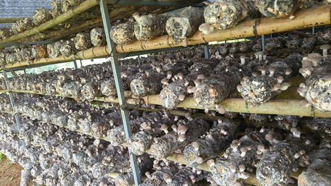 Cao Bằng: Đưa sản phẩm OCOP tiếp cận thị trường lớn hơn