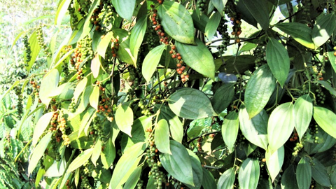 <a href="/thuong-mai" title="Thương mại" rel="dofollow">Thương mại</a>