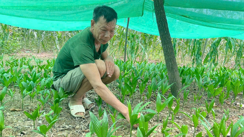 Từ chục cây giống, lão nông xứ Nghệ có vườn cau bội thu