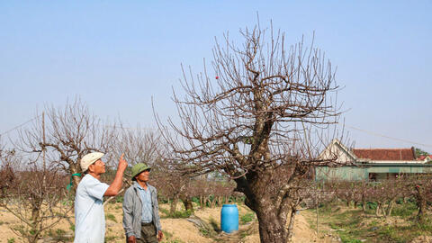 Cho thuê đào cổ thụ, nghề hái ra tiền của lão nông xứ Nghệ