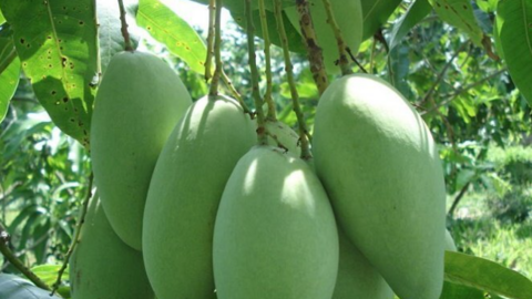 Giá nông sản hôm nay ngày 8/5: Biến động trái chiều