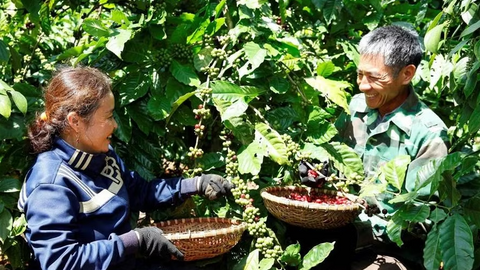 Nông nghiệp tái sinh giúp cà phê Việt vượt “rào cản xanh”
