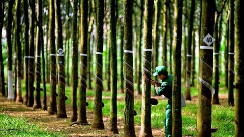 Cao su Tây Ninh (TRC) dự chi 90 tỷ đồng để chốt trả cổ tức 30%, GVR nhận về 54 tỷ đồng