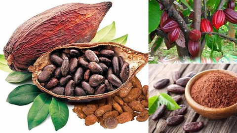Giá ca cao thế giới tăng hơn 6%
