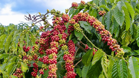 Bản tin nông sản hôm nay (14-7): Giá cà phê ổn định, hồ tiêu giảm mạnh
