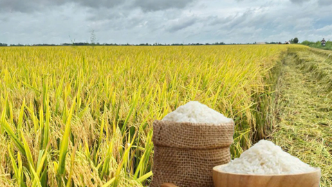 Giá lúa gạo hôm nay ngày 22/7/2026: Gạo xuất khẩu tiếp đà tăng
