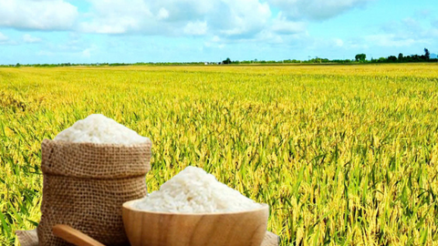 Giá lúa gạo hôm nay ngày 27/7/2026: Tấm thơm tăng nhẹ