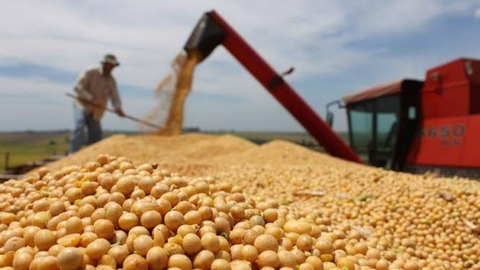 Giá đậu tương giảm hơn 5% khi thời tiết Mỹ thuận lợi trở lại