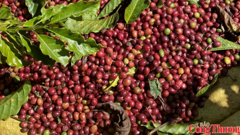 Giá cà phê giảm do nguồn cung Robusta gia tăng