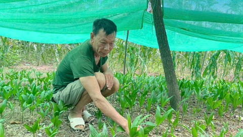 Từ chục cây giống, lão nông xứ Nghệ có vườn cau bội thu
