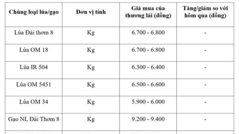 Giá lúa gạo hôm nay ngày 1/9/2026: Giao dịch giảm, giá ổn định