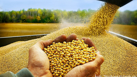 Giá đậu tương bật tăng, tồn kho dầu đậu tương Mỹ xuống thấp