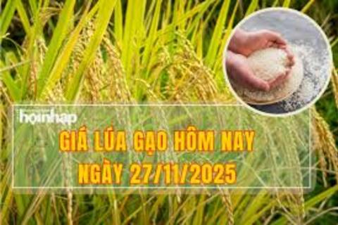 Giá lúa gạo hôm nay ngày 27/11: Gạo xuất khẩu đảo chiều tăng, lúa vững