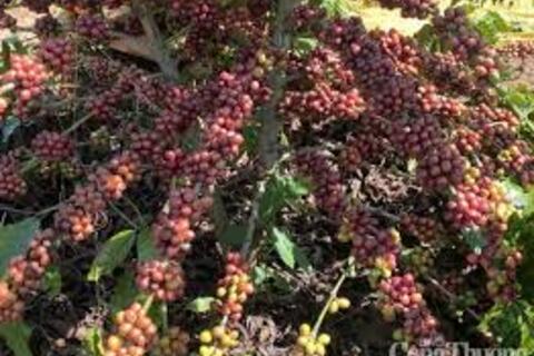 <a href="/chuyen-dong-kinh-te" title="Chuyển động kinh tế" rel="dofollow">Chuyển động kinh tế</a>